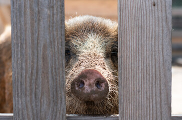 The pig looks through the gap in the fence. The boar's nose sticks out from behind the fence.