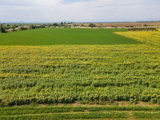 Fototapeta na wymiar Aerial view of sunflower field near village of Tsalapitsa, Bulgaria
