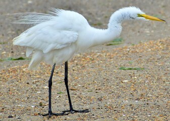 Great Blue Heron at the lake