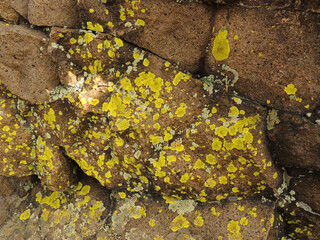 green lichen on volcanic rock on lichen peak in north table mountain park in  golden, colorado