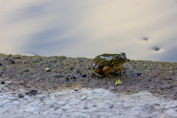 A small green frog near a pond with a reflection of the sky in the water.