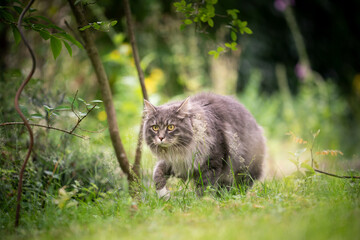 Naklejka na ściany i meble fluffy gray cat outdoors on the prowl in green nature sneaking through the grass