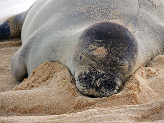 close up  of an   hawaiian monk seal resting in the sand on poipu beach, kauai, hawaii,  at dusk         © Nina