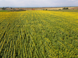 Aerial view of sunflower field near village of Tsalapitsa, Bulgaria