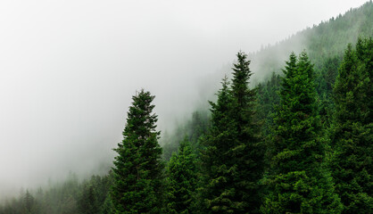Mist clouds drifting through the forests, Mist passing through the trees (Kümbet Plateau Giresun) High Res