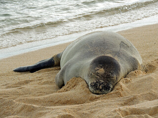   hawaiian monk seal resting in the sand on poipu beach, kauai, hawaii,  at dusk         © Nina