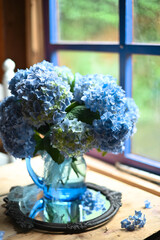 Amazing blue hydrangea flowers on the light table. Selective focus and close up image.