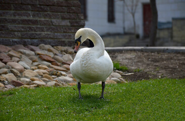 a white swan stands on a green lawn, gracefully arching its neck and slightly tilting its head