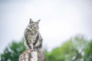 beautiful silver tabby maine coon cat sitting on birch tree stump outdoors observing nature from elevated viewpoint with copy space - obrazy, fototapety, plakaty