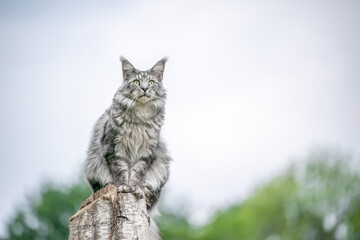 beautiful silver tabby maine coon cat sitting on birch tree stump outdoors observing nature from elevated viewpoint with copy space - obrazy, fototapety, plakaty
