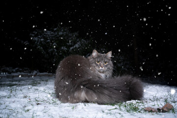 gray maine coon longhair cat with fluffy tail outdoors in snowy garden at night