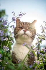 tabby white cat amid blossoming catnip plant outdoors in sunlight looking at camera