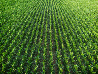 Aerial shot view of an agricultural area farm corn field for food or ethanol.