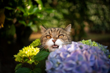 cute tabby white british shorthair cat behind blossoming hydrangea plant outdoors in the garden