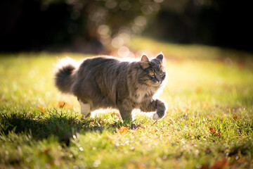 gray longhair maine coon cat on the prowl walking on sunny meadow looking focused