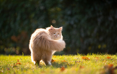 Naklejka na ściany i meble beige white maine coon cat outdoors in sunlight standing on lawn looking back over shoulder with copy space