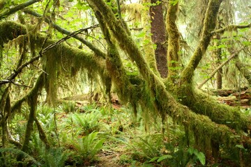 ferns and moss-draped trees in  the hoh rainforest,  olympic national park,  in western washington...
