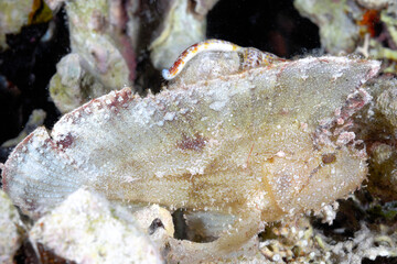 A picture of a leaf fish