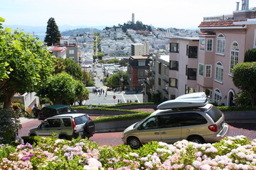 pink hydrangea bushes and cars going down  the steep tourist attraction of lombard street in russian hill,  san francisco, california - obrazy, fototapety, plakaty