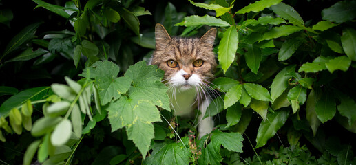 tabby white cat amid green plants outdoors in the garden looking curiously