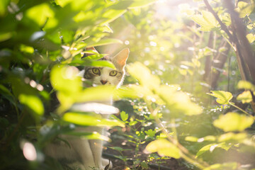 shy white tabby domestic shorthair cat sitting between bushes in sunlight looking at camera