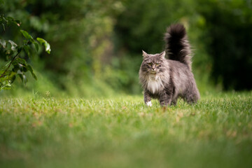 gray longhair maine coon cat with fluffy tail outdoors in green back yard walking on lawn looking...