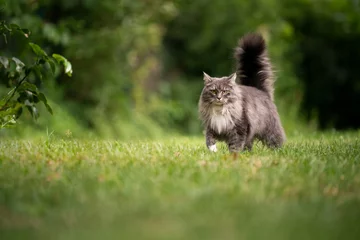 Rugzak grijze langharige maine coon-kat met pluizige staart buiten in de groene achtertuin die op het gazon loopt en naar de camera kijkt © FurryFritz