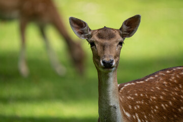 deer in the forest