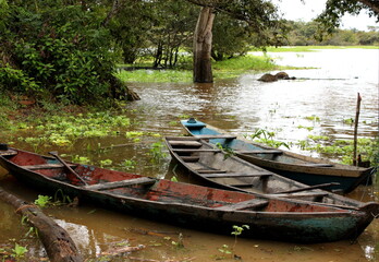 Obraz premium Wooden canoes belonging to indigenous people in the amazon river at boca de Valeria, brazil, South America 