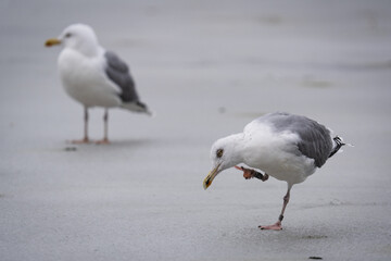seagull on the beach