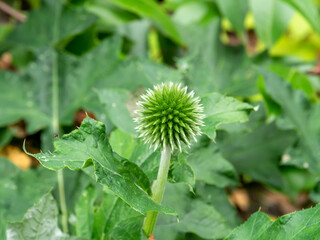 Fototapeta premium Globe thistle, Echinops ritro, green flower bud and prickly leaves, Netherlands