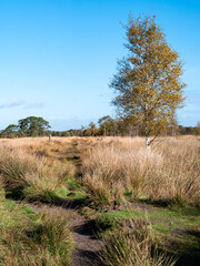 Fototapeta premium Birch tree and path in heathland of nature reserve Dwingelderveld, Drenthe, Netherlands
