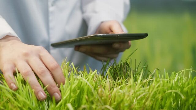 Professional gardener in white gown checking grass quality, and typing on gadget tablet, touching green sedge leaves with hand on lawn. Planting business and farming concept.