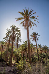 Fototapeta na wymiar oasis palm tree silhouette against bright sunlight