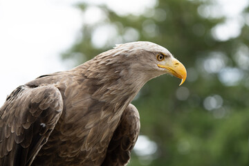 portrait of a eagle