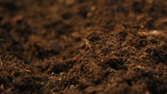 Dry fertile ground close-up, earthwork in farm, preparing organic soil for planting seedlings, checking earth quality before gardening on field. 