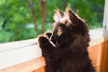 A small black cat is walking on the balcony.
