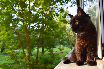 A fluffy black little cat is walking on the windowsill on the balcony. A kitten walks out of an...