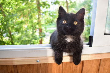 A fluffy black little cat is walking on the windowsill on the balcony. A kitten walks out of an open window.