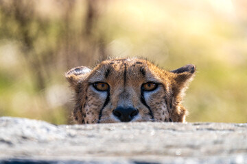 portrait of a cheetah © Kirsten Solgård