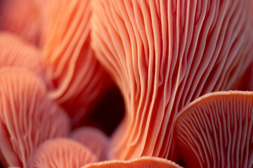 pink oyster mushroom closeup