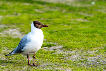 black headed gull