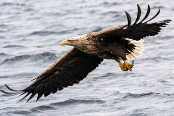 White tail eagle