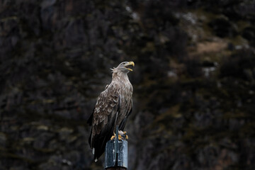 White tail eagle