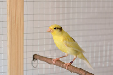 The male canary on bird perch stands in the cage at home. Cute Slavujar canary breed with pattern