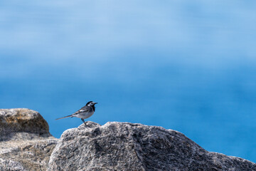 bird on a rock