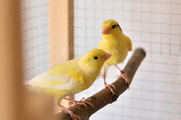 Two young yellow canaries on bird perch stand in the cage at home. Cute Slavujar canaries breed