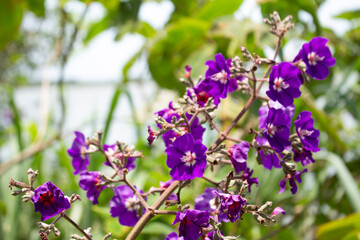 flowers in the garden