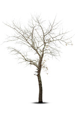 Fototapeta na wymiar Dead tree isolated on a white background, clipping path.