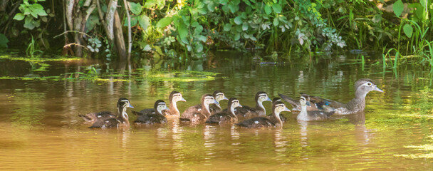 Family of wood ducks swimming